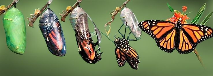 A crise da lagarta | Histórias para reflexão