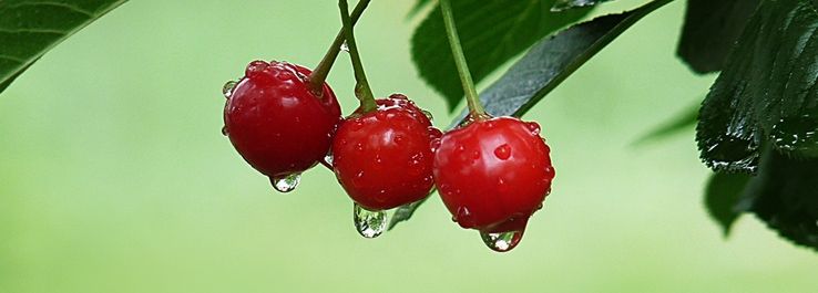 A árvore é conhecida pelos seus frutos