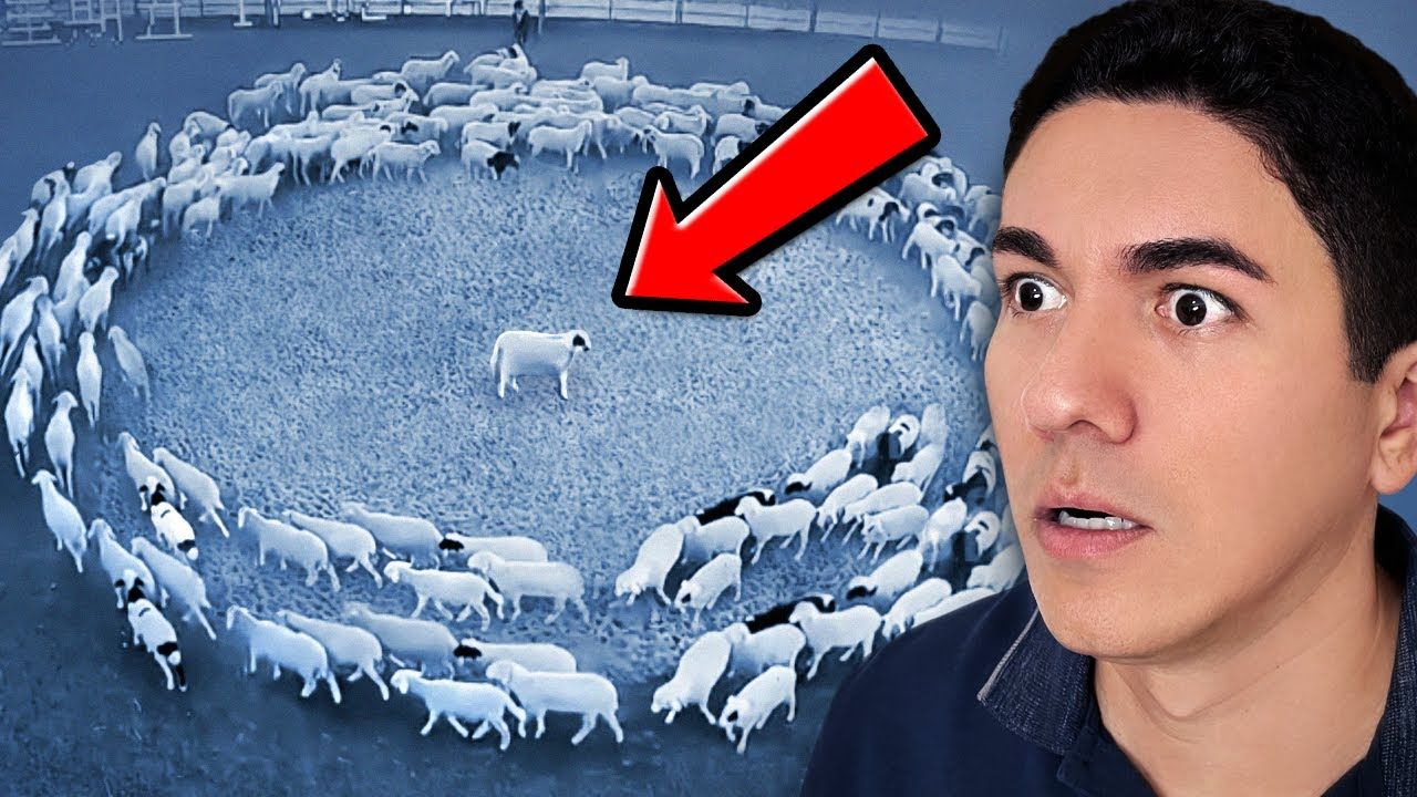 Algo sobrenatural está acontecendo com os animais? - Ovelhas andando em círculos